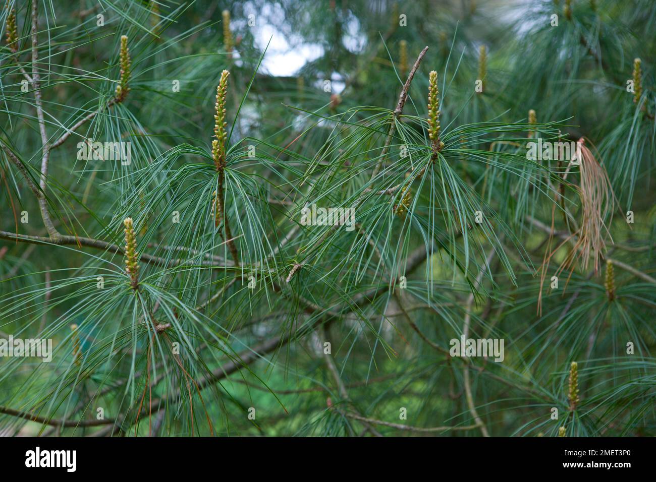 Pinus armandii Banque D'Images