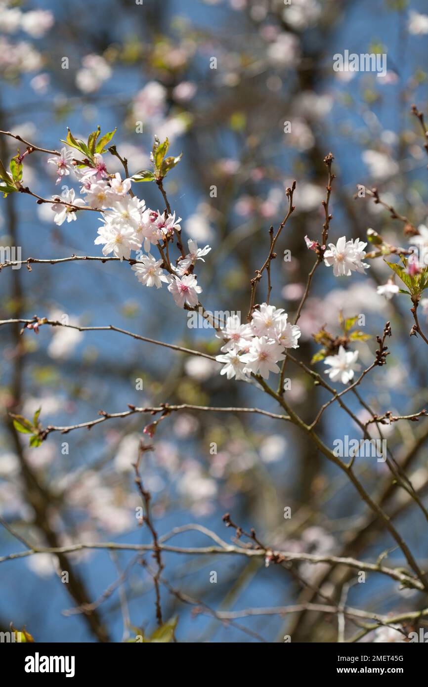 Prunus x subhirtella 'Autumnalis Rosea' Banque D'Images