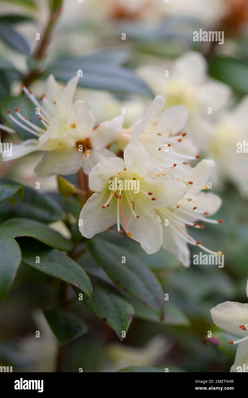 Rhododendron « Princesse Anne » Banque D'Images