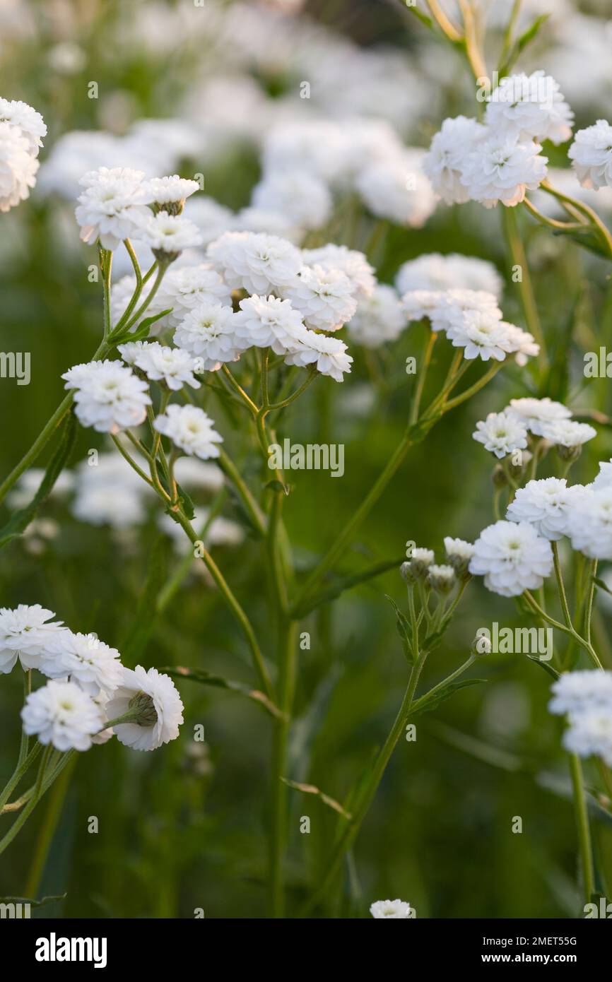 L'Achillea achillée ptarmique 'Perry's White' Banque D'Images