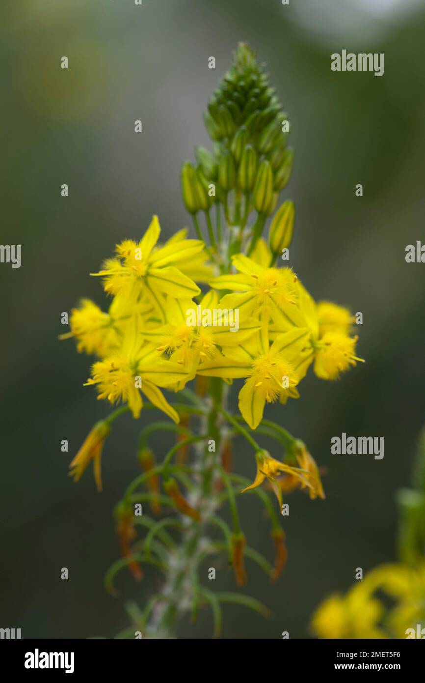 Bulbine frutescens 'Hallmark' Banque D'Images