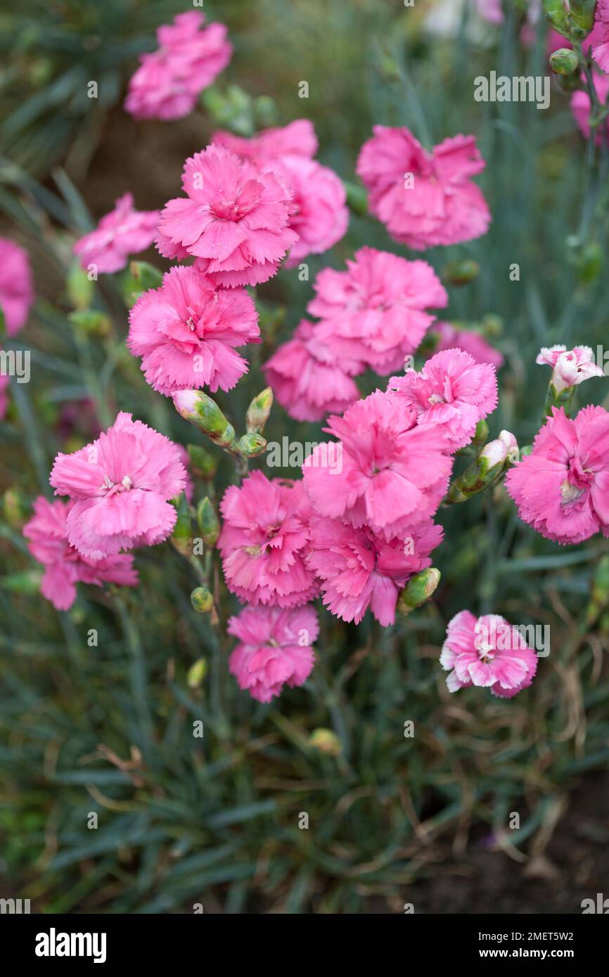 Dianthus Slap 'n' Tickle (première série de Scent) Banque D'Images
