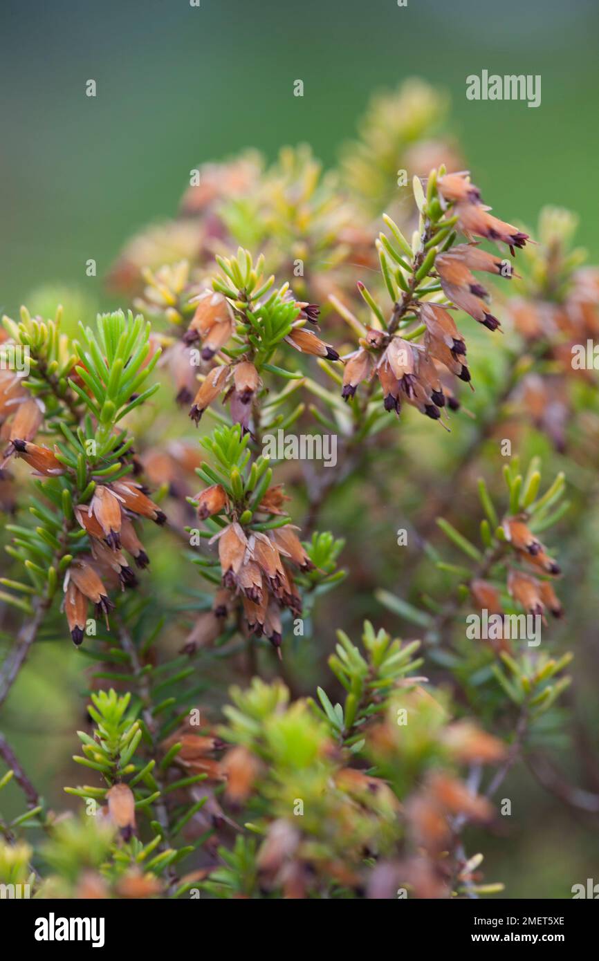 Erica cinerea 'Pentreath' Banque D'Images