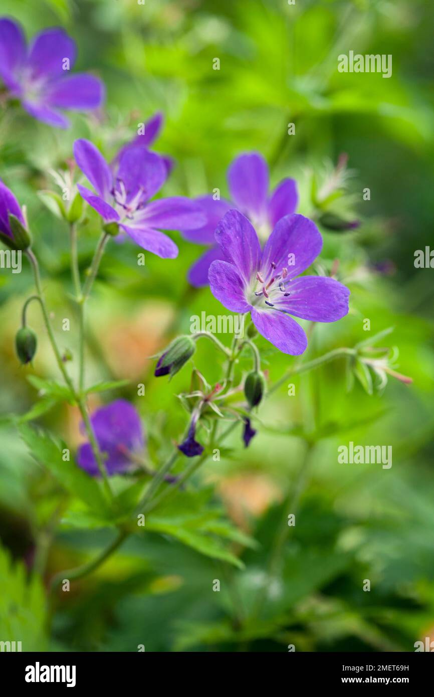 Géranium sylvaticum (géranium, Cranesbill) Banque D'Images