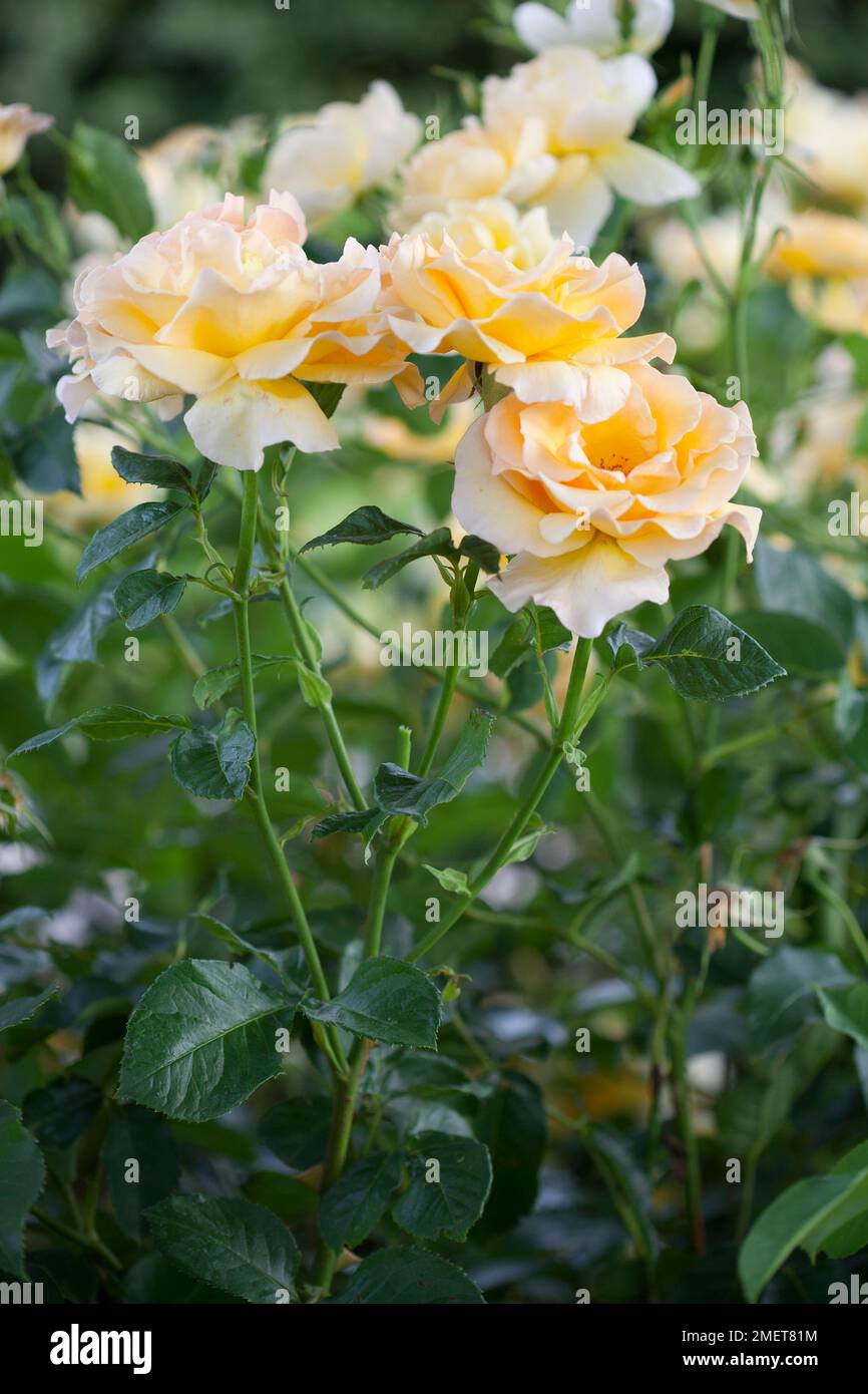 Rosa la poésie en mouvement ('Harelan') Banque D'Images