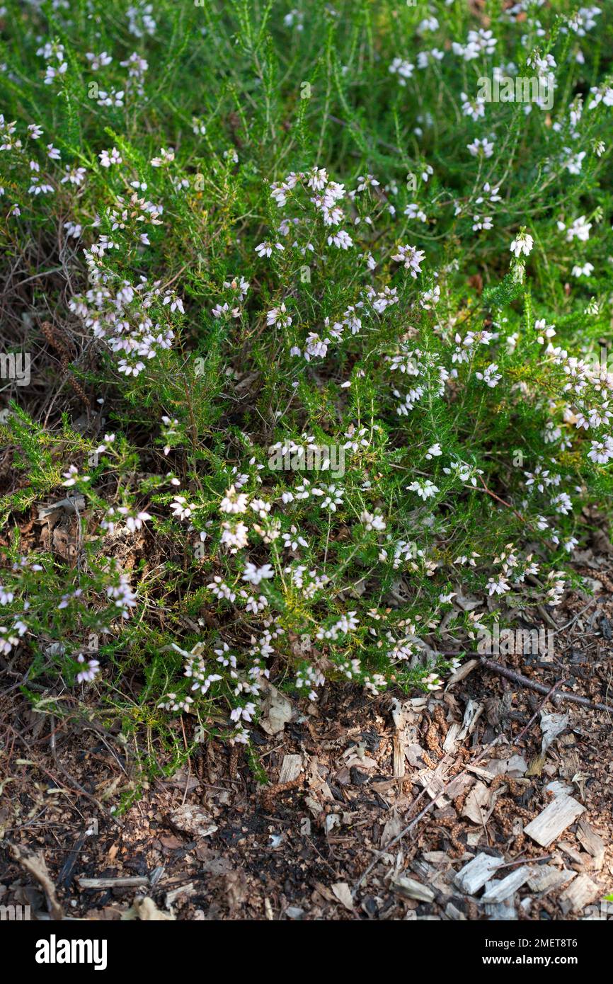Erica cinerea « Janet » Banque D'Images