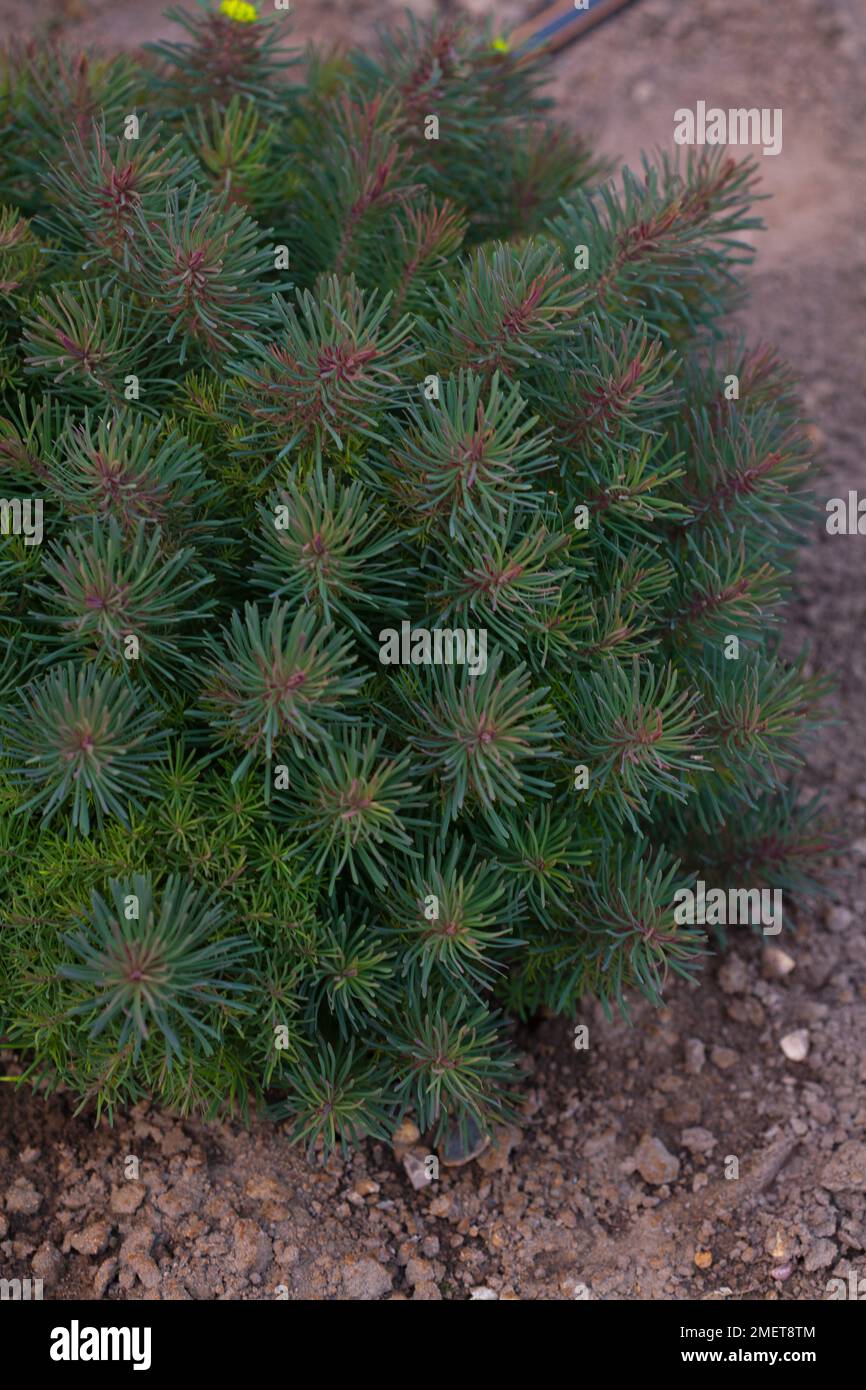 Euphorbia cyparissias 'fens Ruby' Banque D'Images