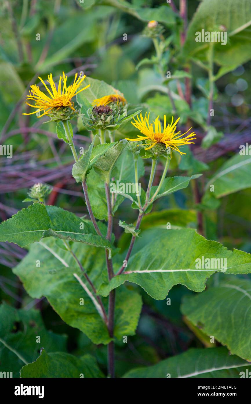 Inula magnifica Banque D'Images