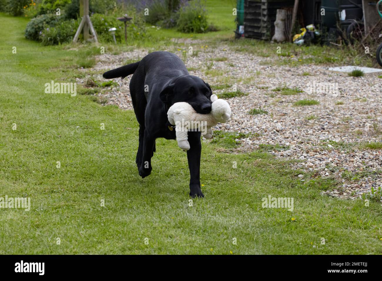 Labrador jouant avec un jouet doux dans le jardin Banque D'Images