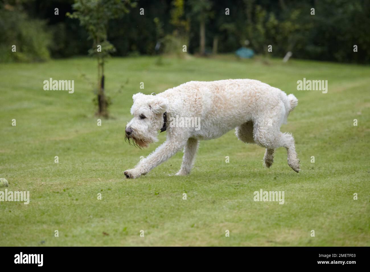 Labradoodle : playing in garden Banque D'Images