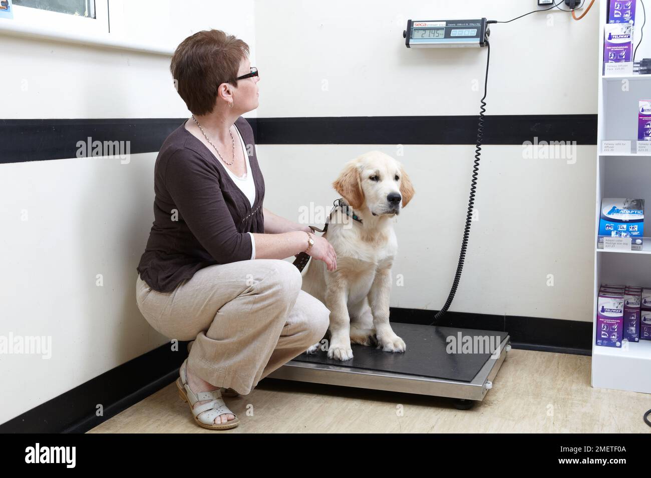 Chiot Labrador d'être pesé en chirurgie vétérinaire Banque D'Images