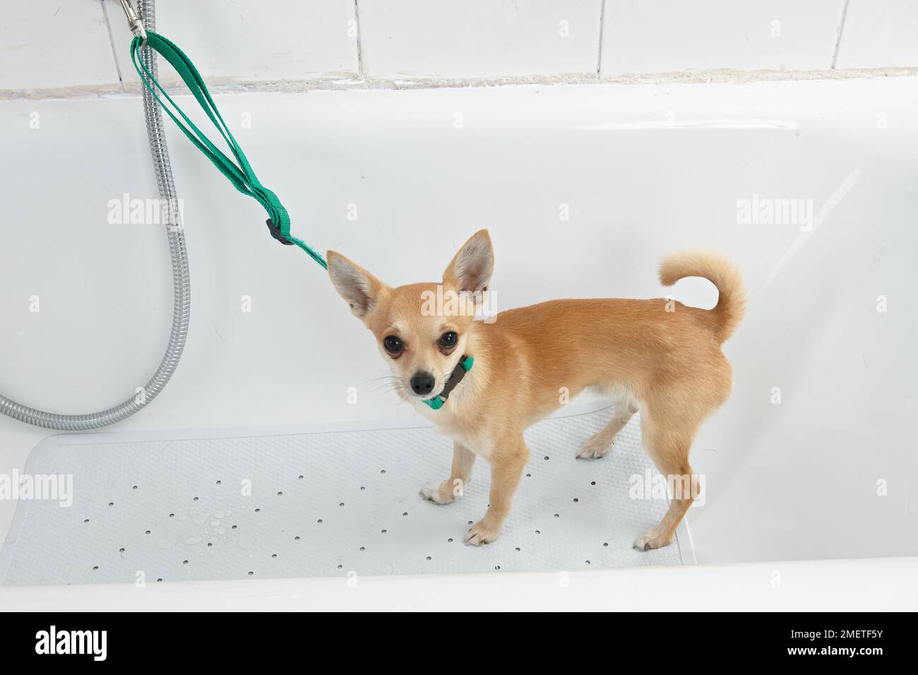 Chihuahua étant baigné dans un salon de toilettage. Banque D'Images