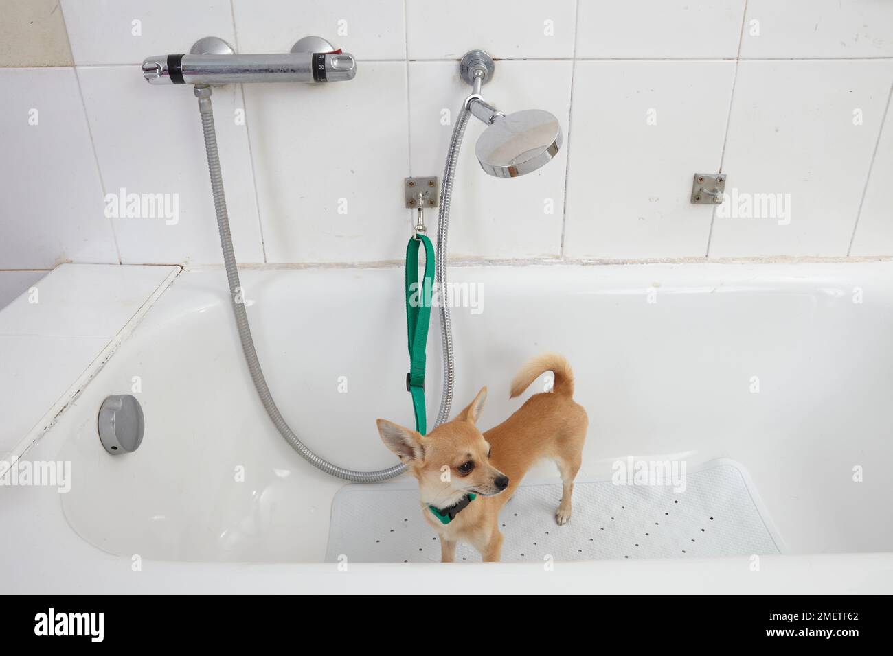 Chihuahua étant baigné dans un salon de toilettage. Banque D'Images