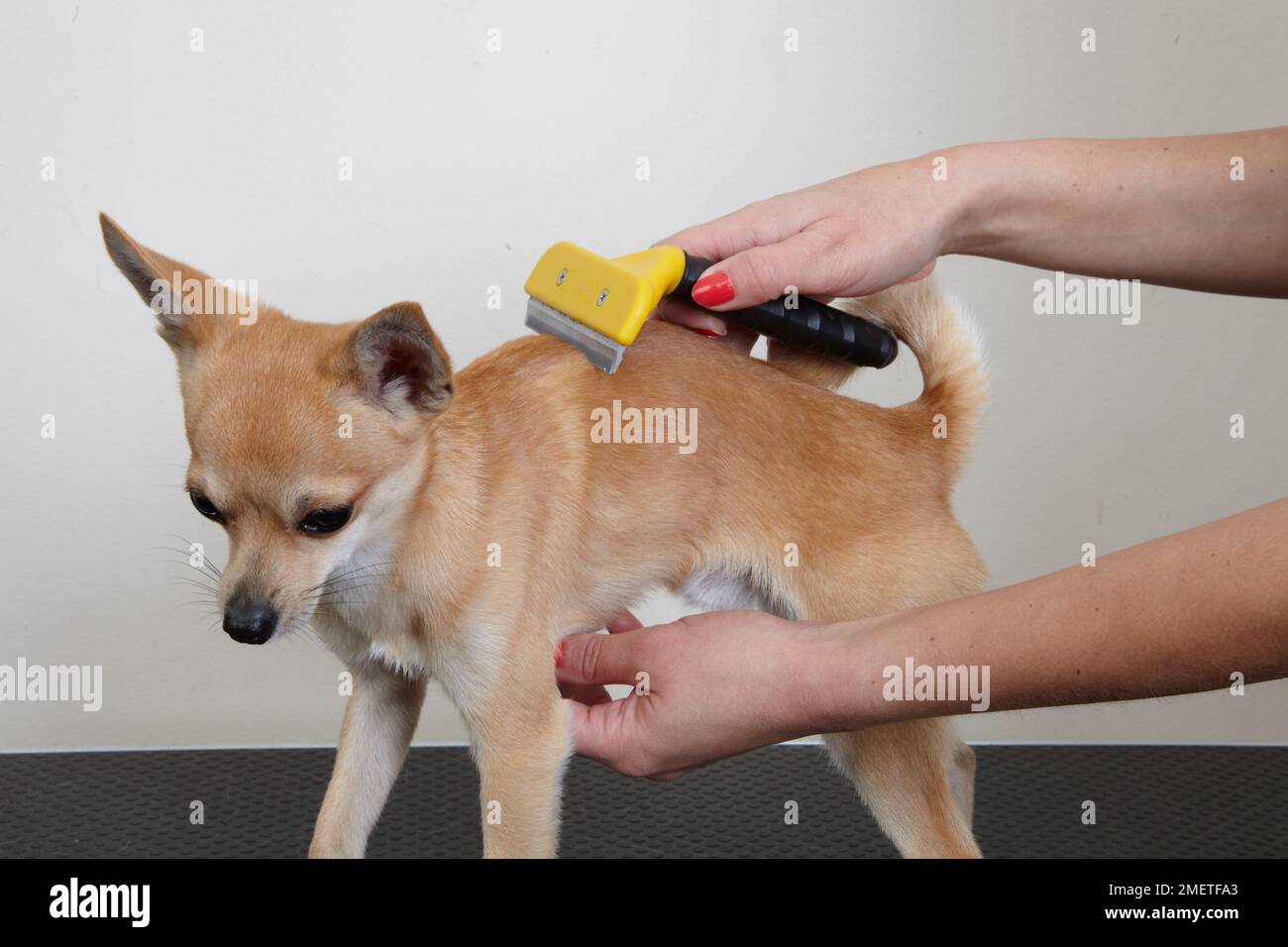 Chihuahua être peigné dans le salon de toilettage. Banque D'Images