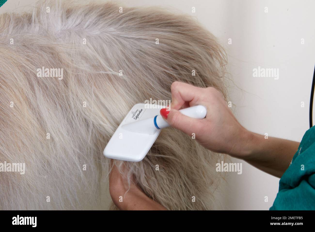 Bearded collie, souffler ou séchage à l'aide de couche de brossage brosse slicker en salon de toilettage Banque D'Images