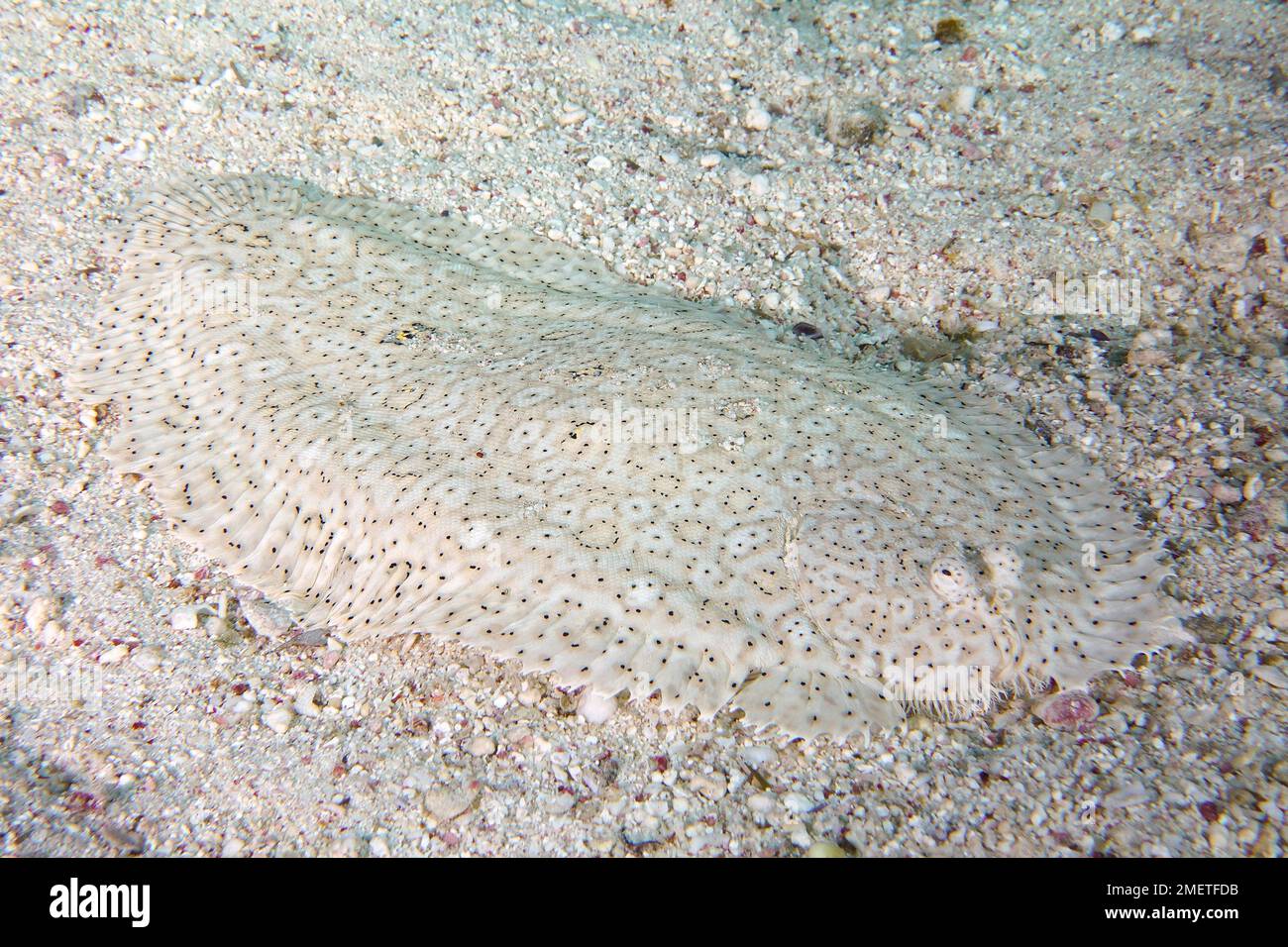 Sole sans finin (Pardachirus marmoratus), site de plongée Maison Reef, mangrove Bay, El Quesir, Mer Rouge, Egypte Banque D'Images