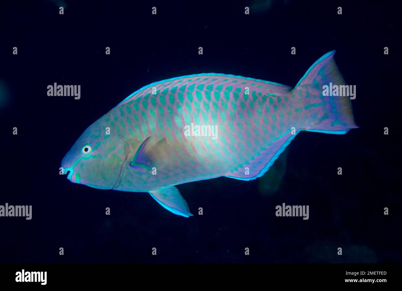 Parrotfish de la mer Rouge, parrotfish (Scarus collana) sur fond noir Uni. Site de plongée House Reef, mangrove Bay, El Quesir, Mer Rouge, Egypte Banque D'Images