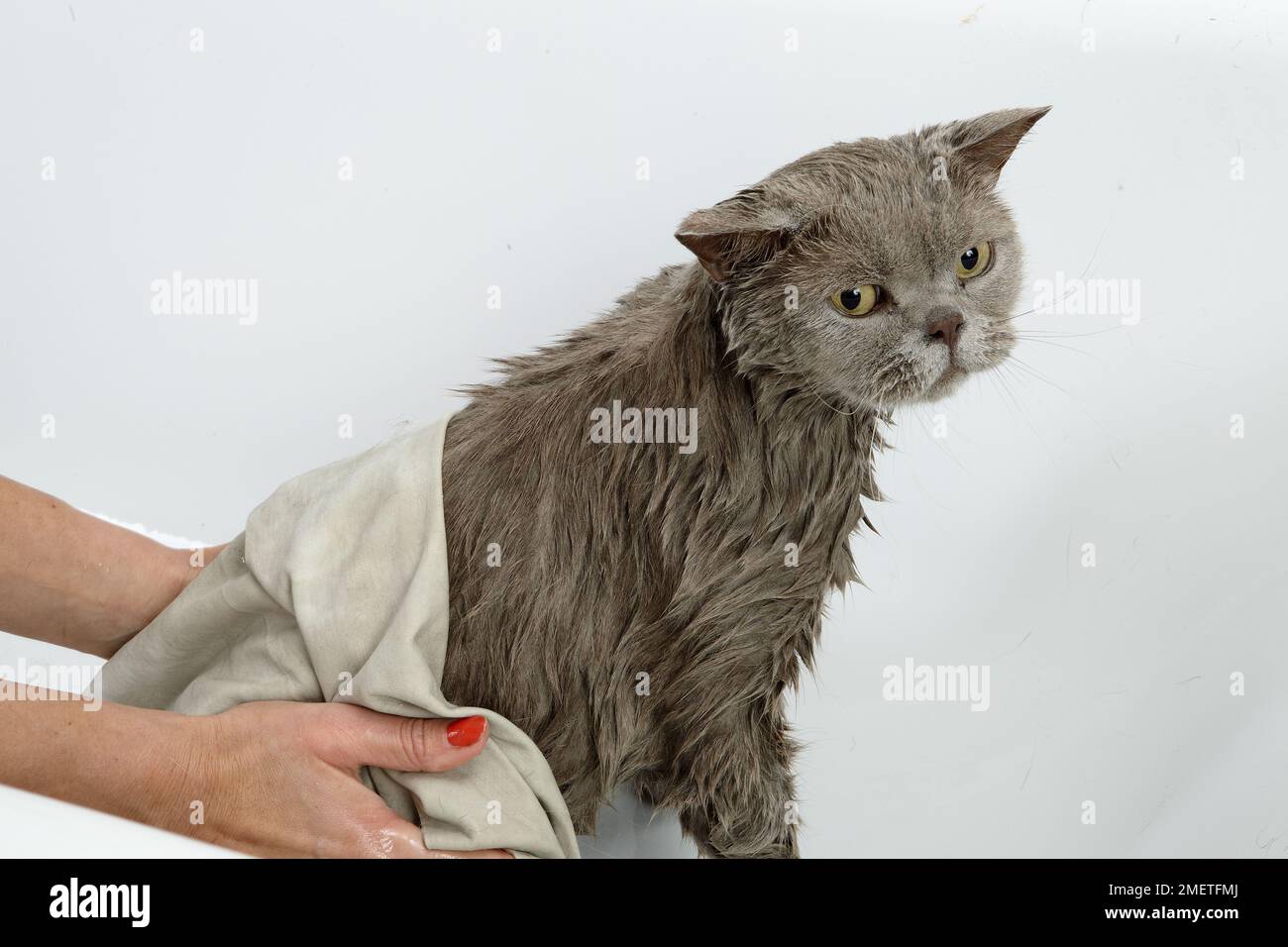 Blue British Shorthair étant séché après le bain Banque D'Images