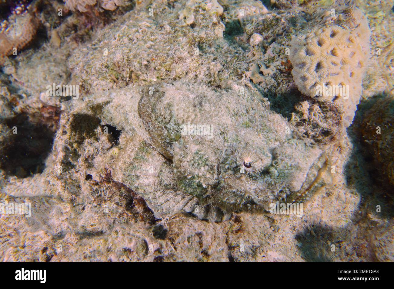 Bien camouflage tête d'humét (Scorpaneopsis diabolus) . Site de plongée Giannis D Wreck, Hurghada, Egypte, Mer Rouge Banque D'Images