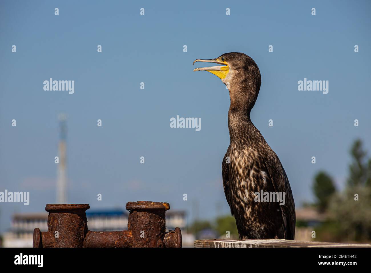 de grands cormorans se reposant sur une vieille jetée rouillée au bord de la mer. Banque D'Images