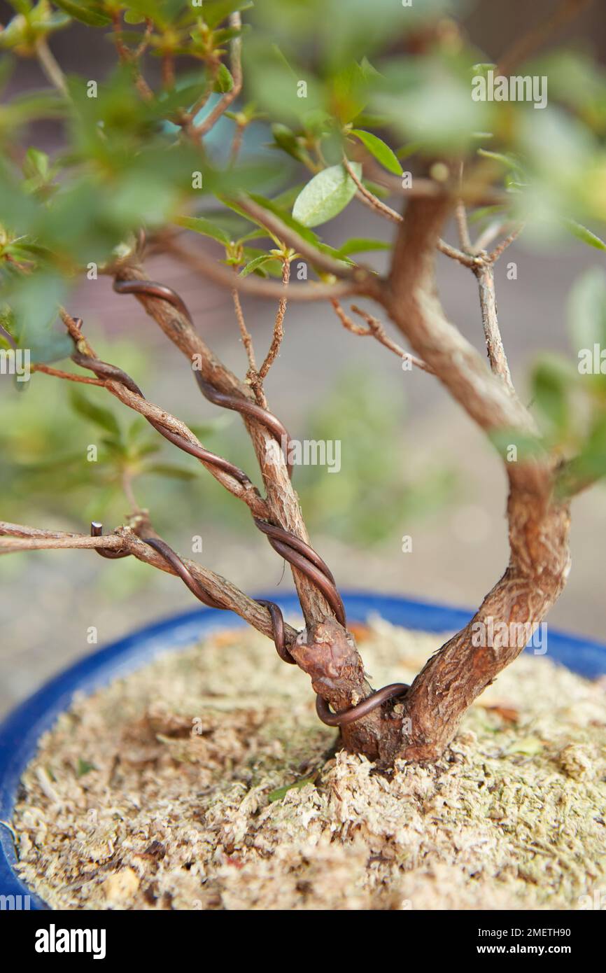 Affinage d'un Azalea, Azalea Satsuki (Rhododendron indicum), câblage et mise en forme de l'arbre Banque D'Images