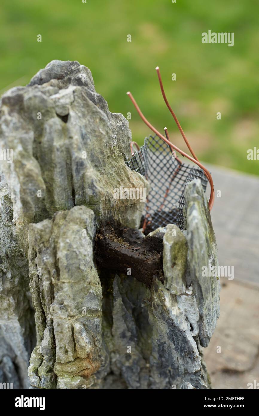 Penning Rock plantation, fixation des fils de fixation en cuivre à la roche, placement de la maille sur les fils, et moulage dans le berceau Banque D'Images