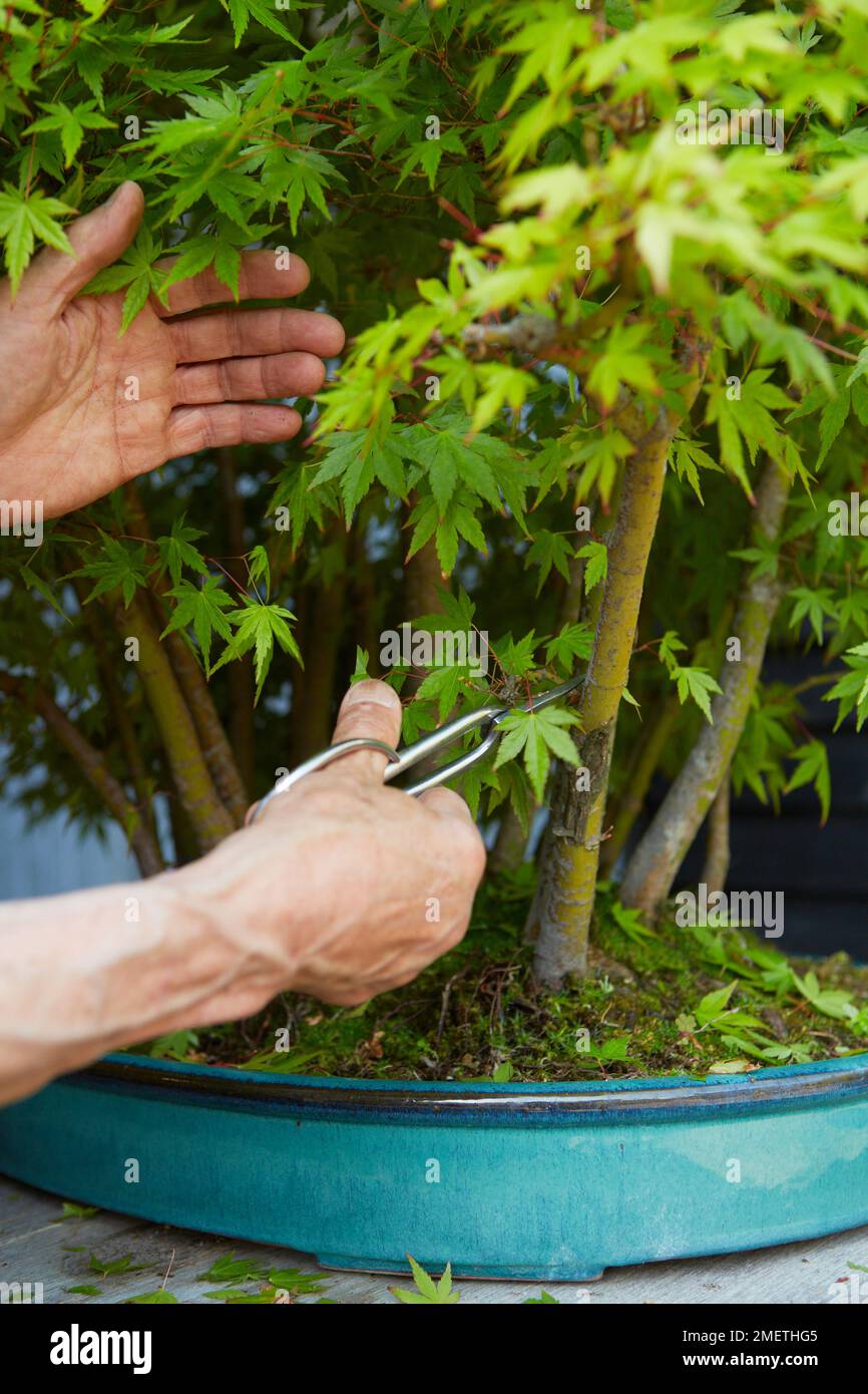 Restyliser Maple Forest, réduisant la croissance Banque D'Images