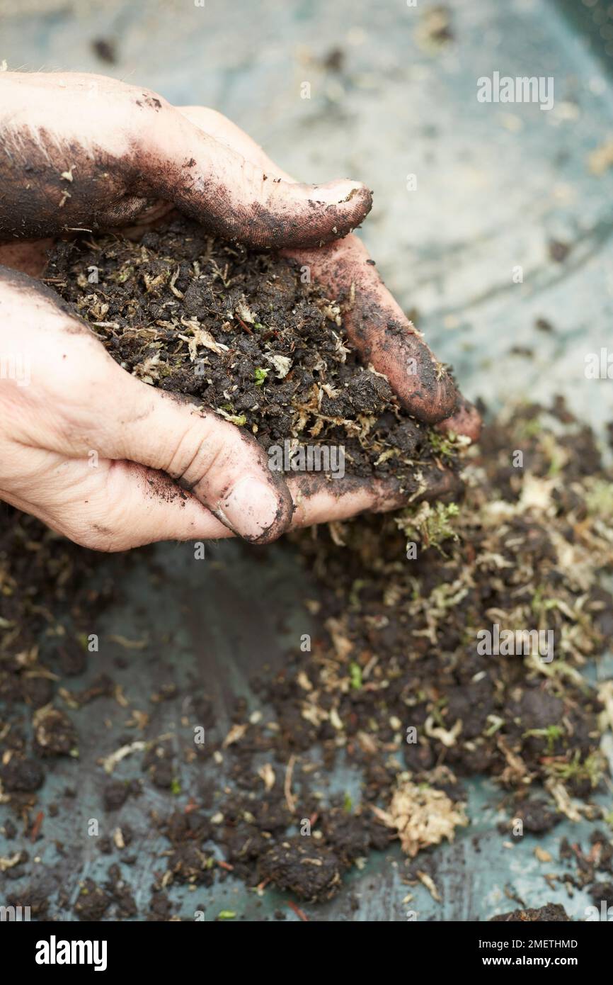 Créer une plantation de roche, préparer le sol, mélanger la mousse de sphagnum avec le sol de céto Banque D'Images