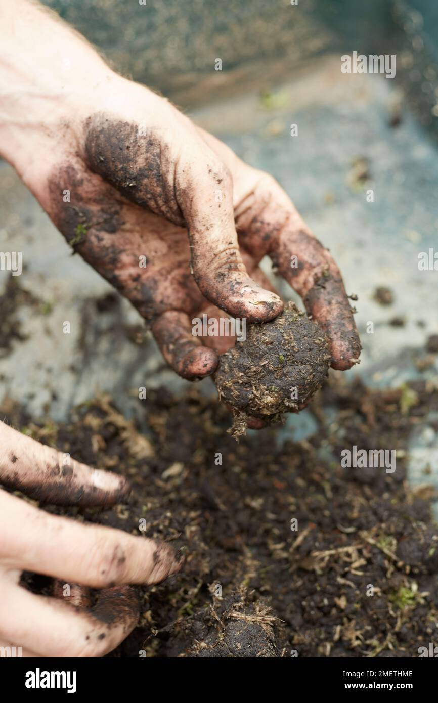 Créer une plantation de roche, préparer le sol, mélanger la mousse de sphagnum avec le sol de céto, formant le mélange d'argile en balles compactes Banque D'Images