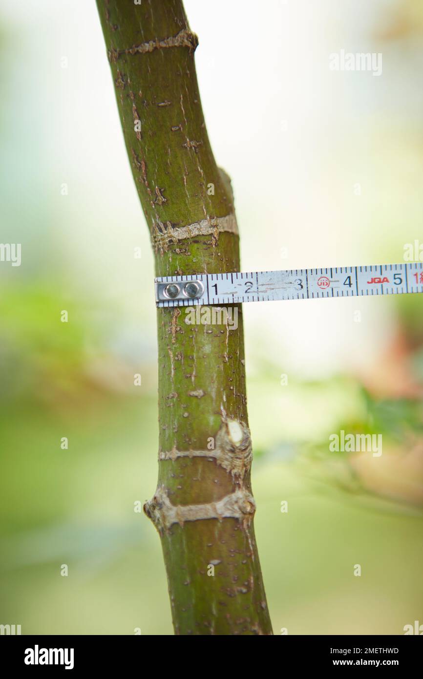 Tree Diameter Measurement Banque De Photographies Et D images Haute tree-diameter-measurement-banque-de-photographies-et-d-images-haute