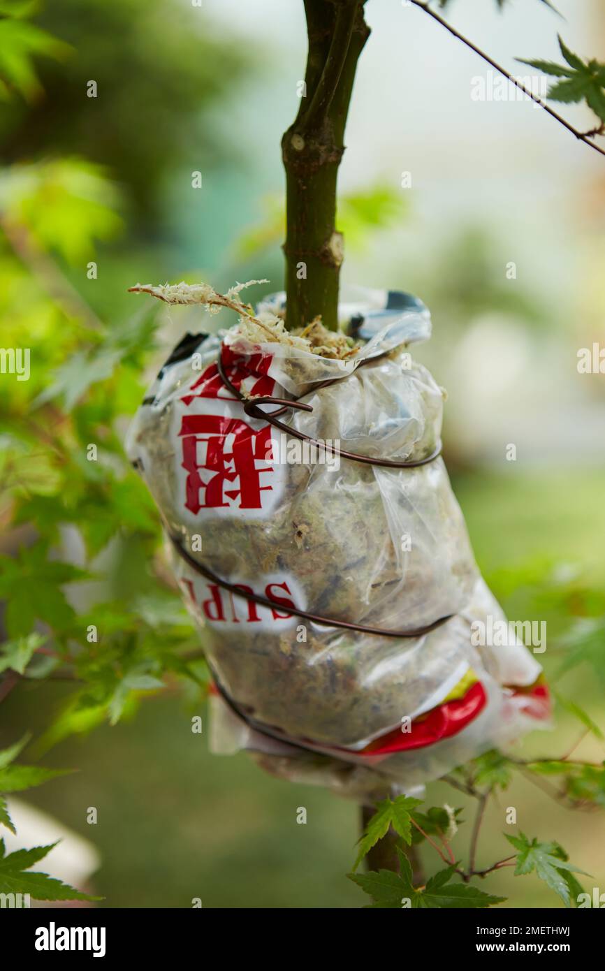 Acer Palmatum (érable japonais), couche d'air, emballage de la zone de couche avec de la mousse de sphagnum et fixation du plastique avec du fil Banque D'Images