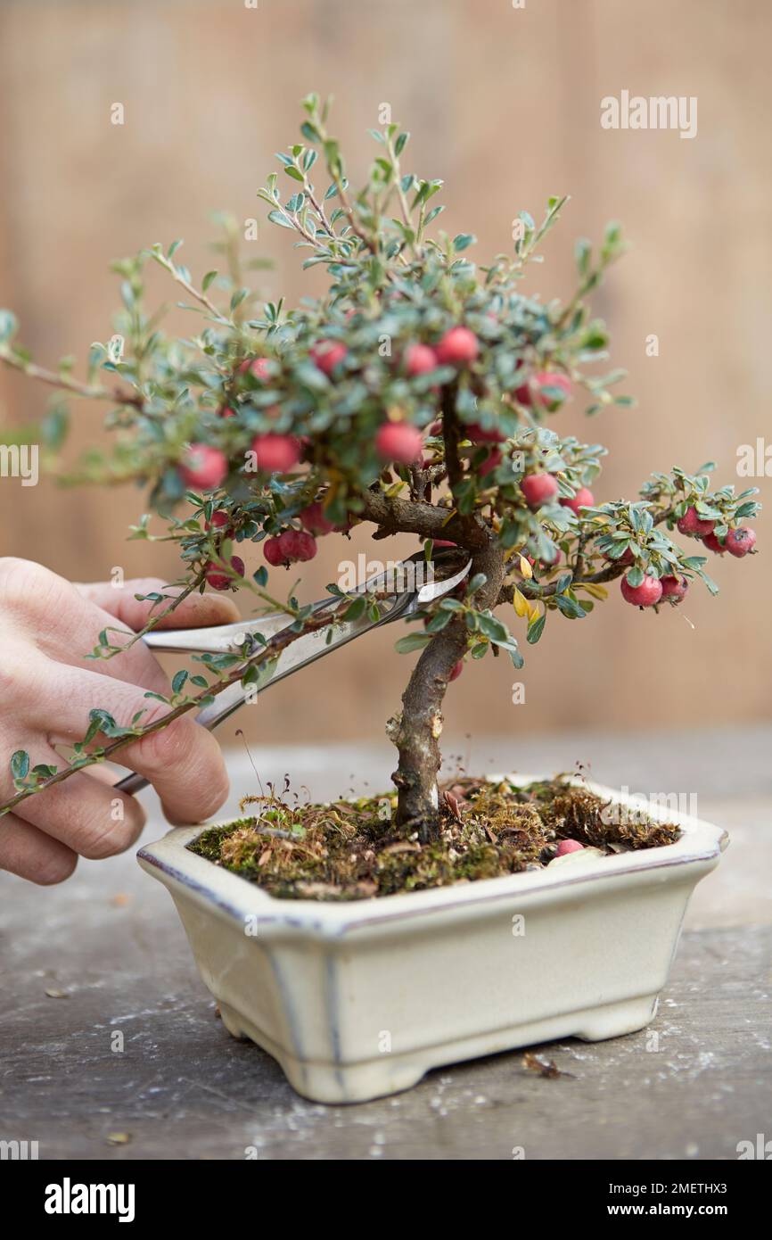 Créer un Keshiki Cotoneaster, en supprimant les branches de l'intérieur du tronc Banque D'Images