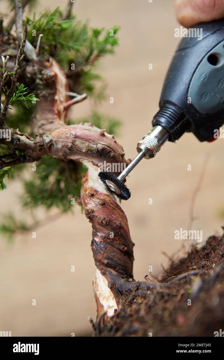 Genièvre en bois mort torsadé (Literarti deadwood slanting Juniper), Lissage des fibres sur le shari avec une pointe de ponceuse sur un outil rotatif Banque D'Images