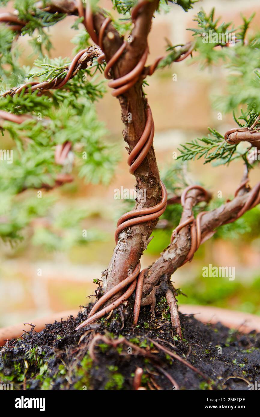 Styling jeune genévrier chinois (Juniperus chinensis), câblage, à l'aide d'un double fil de cuivre pour plus de flexibilité Banque D'Images