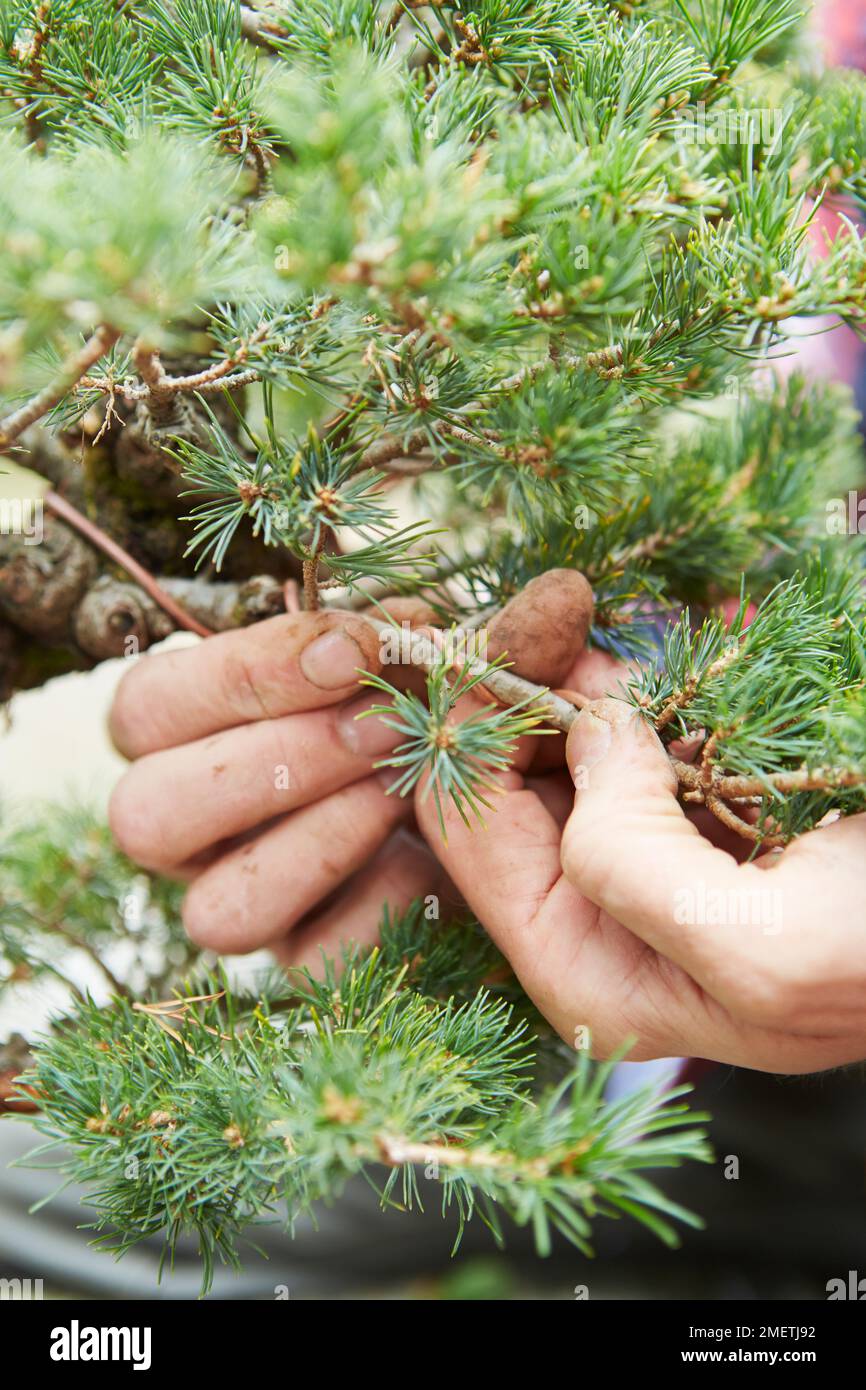PIN balayé par le vent, Pinus parviflora 'Zui-sho' (PIN blanc 'Zui-sho'), branche de câblage Banque D'Images