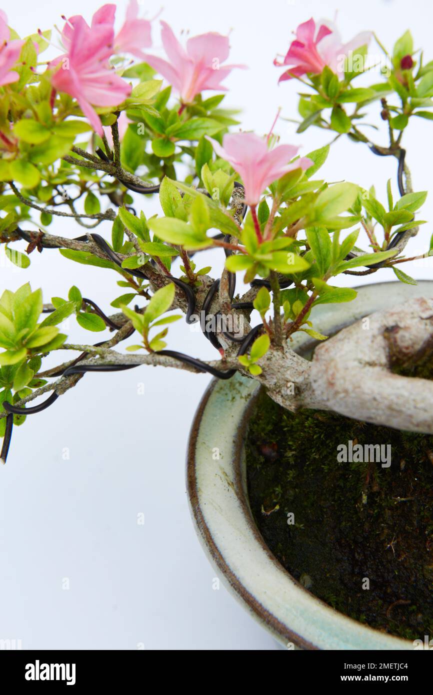 Azalea Satsuki (Rhododendron indicum 'Kakuo'), branches câblées Banque D'Images