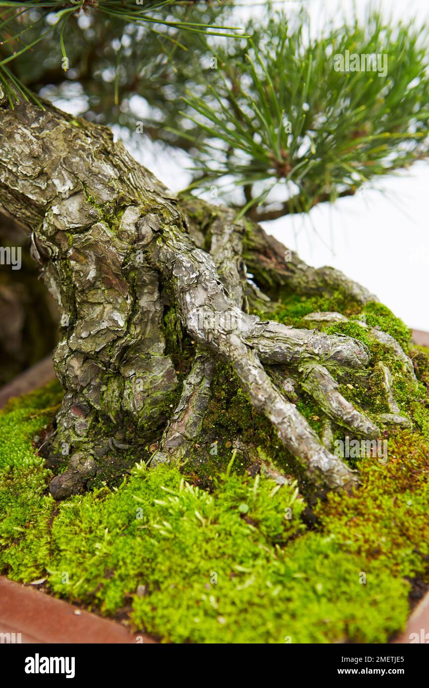 Pinus Thunbergii (PIN noir japonais) Banque D'Images