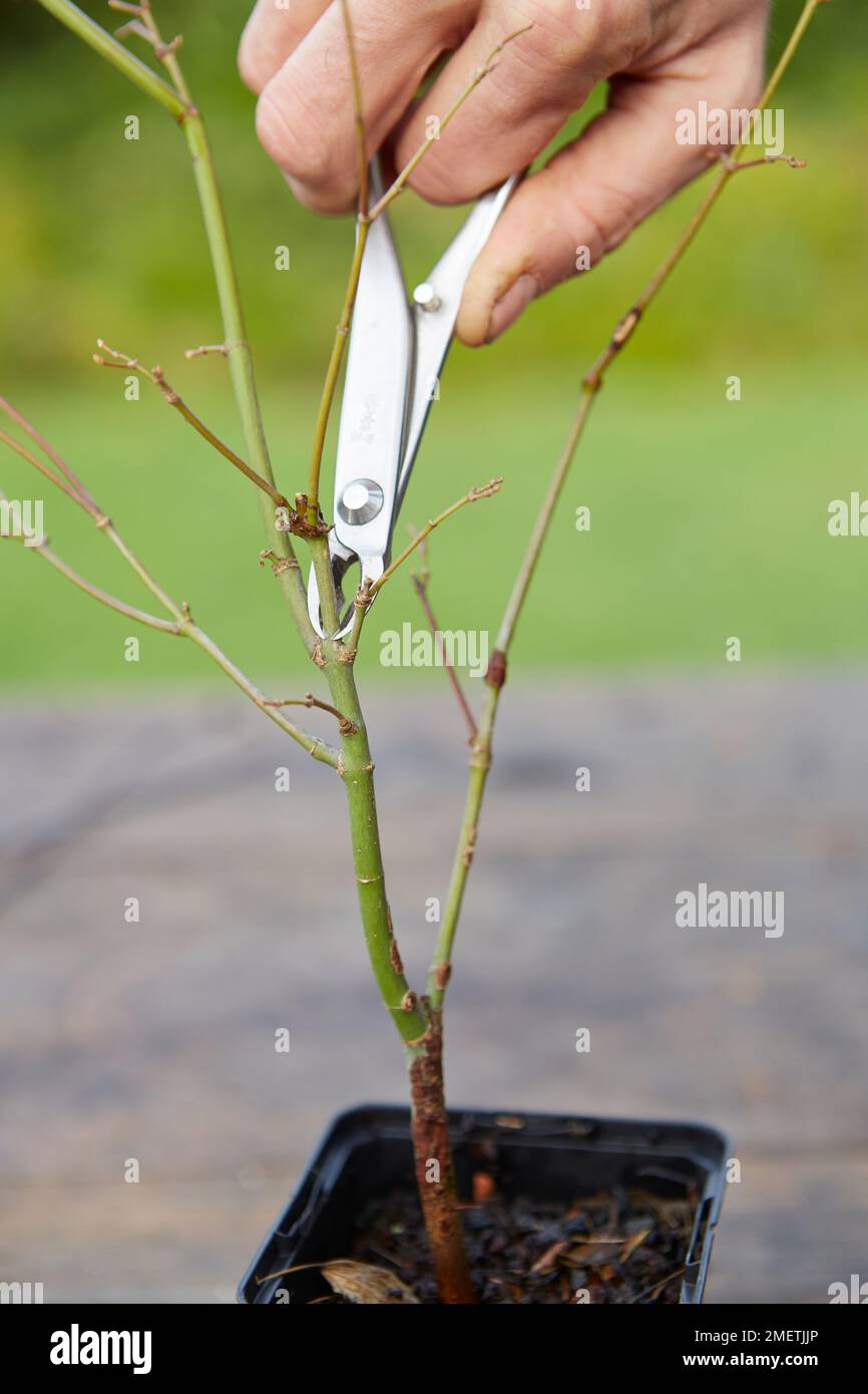 Érable japonais (Acer Palmatum), élagage Banque D'Images