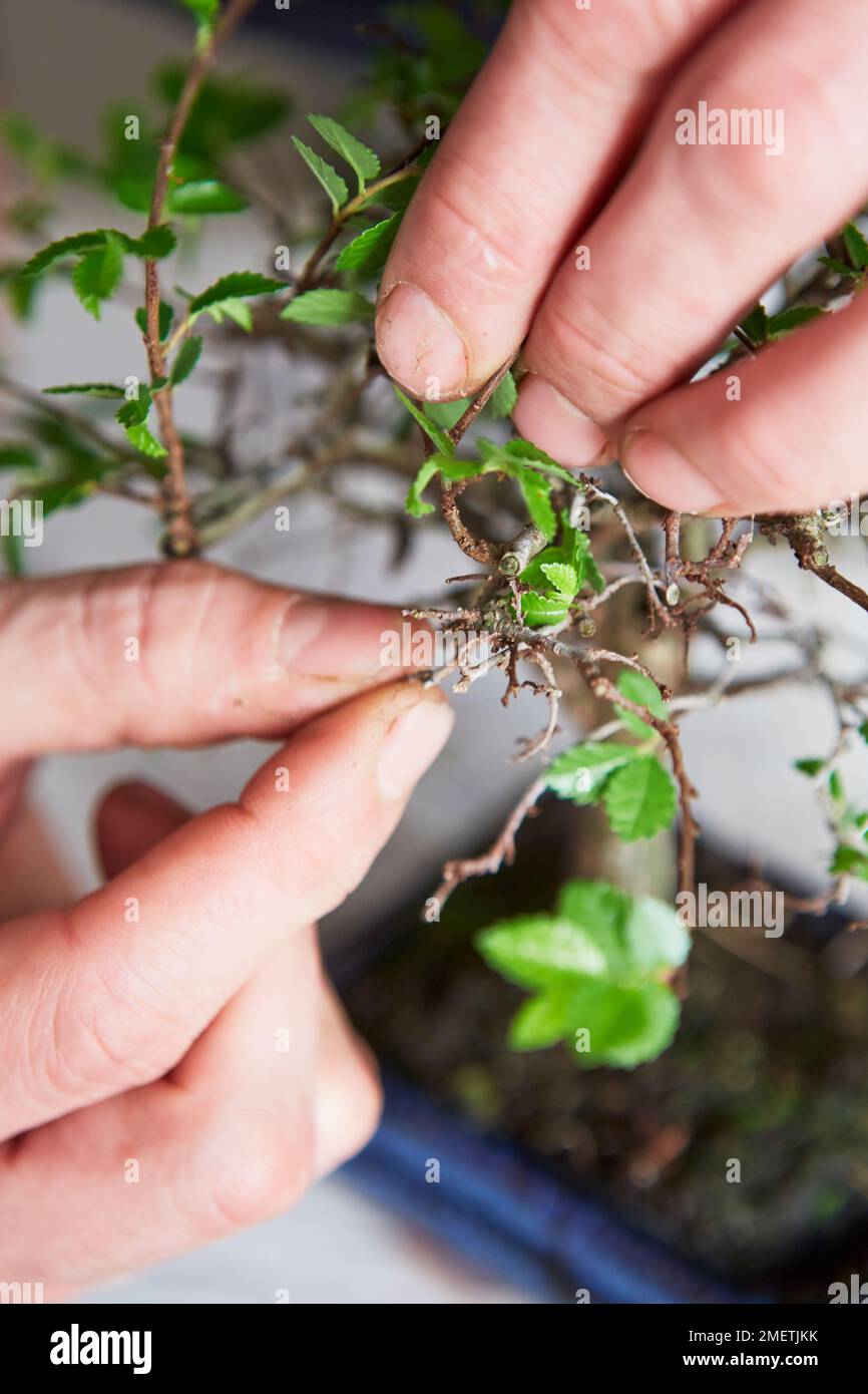 Ulmus parvifolia, Elm chinois, entretien, enlèvement des branches mortes Banque D'Images