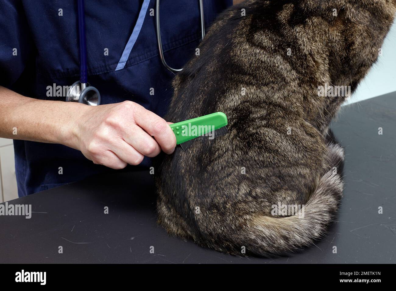 chat mâle de 11 ans, vétérinaire vérifiant la présence de puces à l'aide d'un peigne à puces Banque D'Images