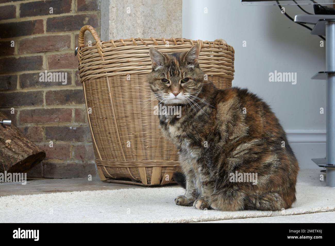 Tortie-tabby (tabby de tortoiseshell) assis devant un panier en osier et une cheminée, chat âgé, 16-17 ans, femme Banque D'Images