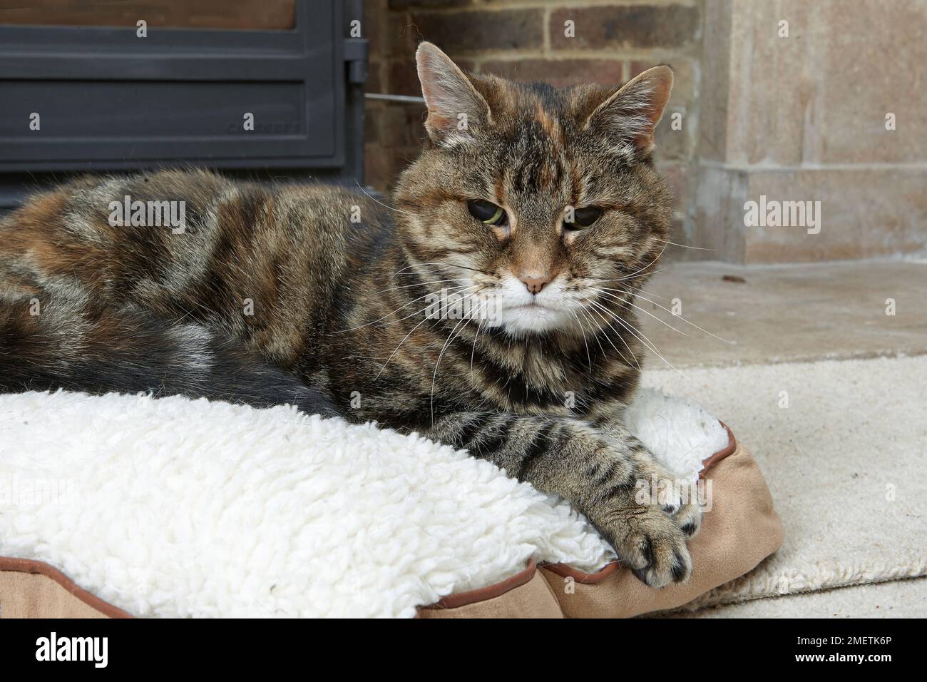 Écaille tabby (tortie-tabby) reposant en face de feu de bois, vieux chat, 16-17 ans, femme Banque D'Images