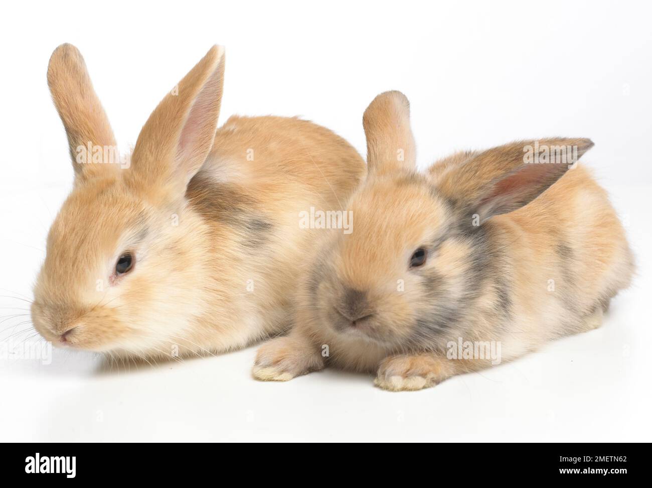 Les Jeunes lapins Nain, 4 semaines Banque D'Images