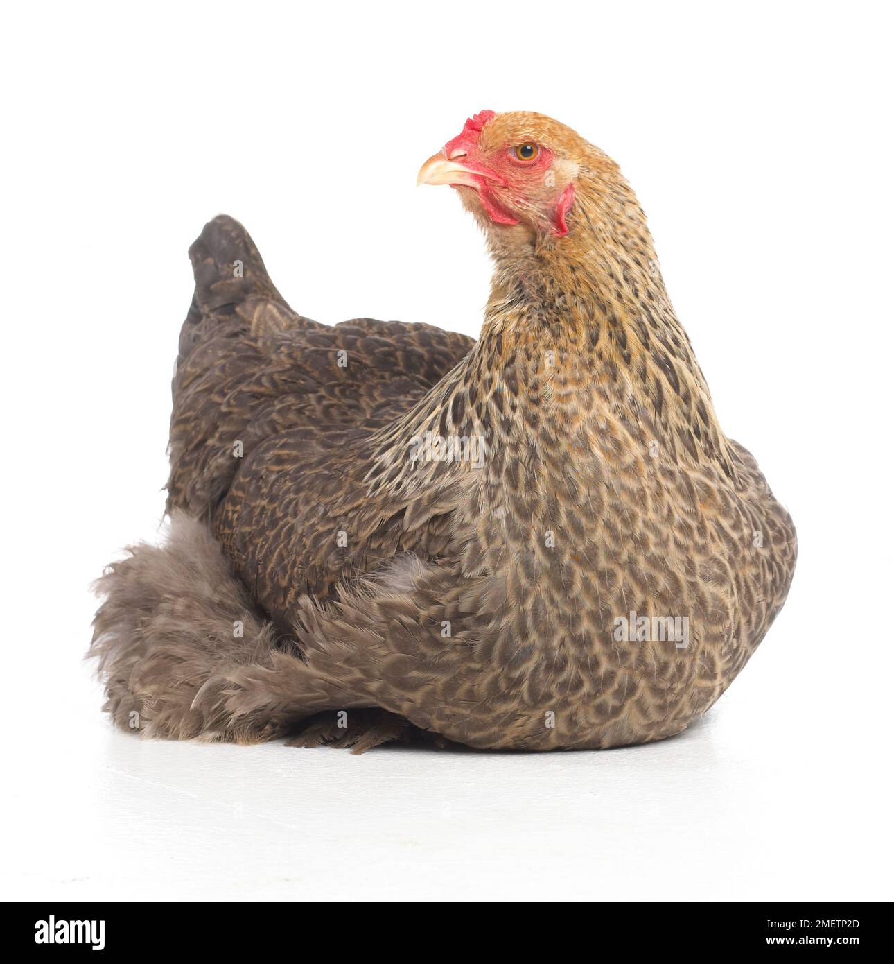 Poule brune, poule de Brahma, 2 mois Banque D'Images