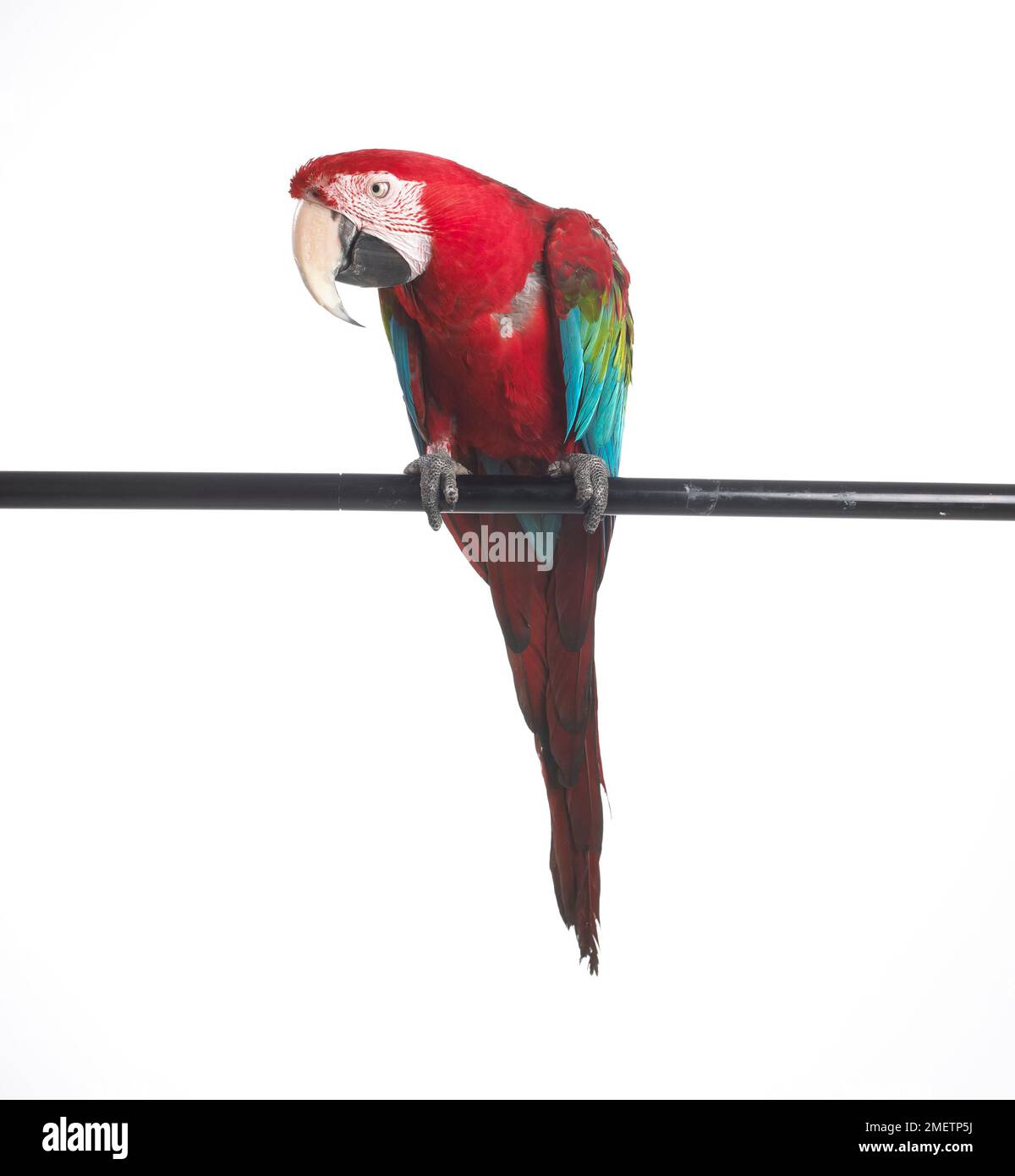 Ara à ailes vertes, rouges et vert Macaw (Ara chloropterus), Parrot Banque D'Images