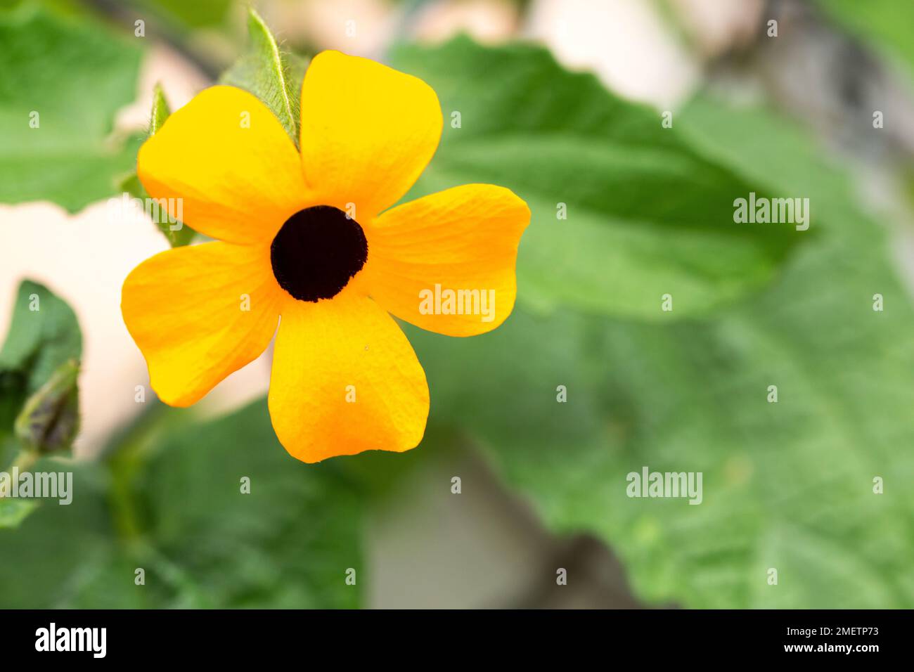 Belle fleur connue comme les yeux du poète ou Susana à yeux noirs, Thunbergia Alata. Banque D'Images