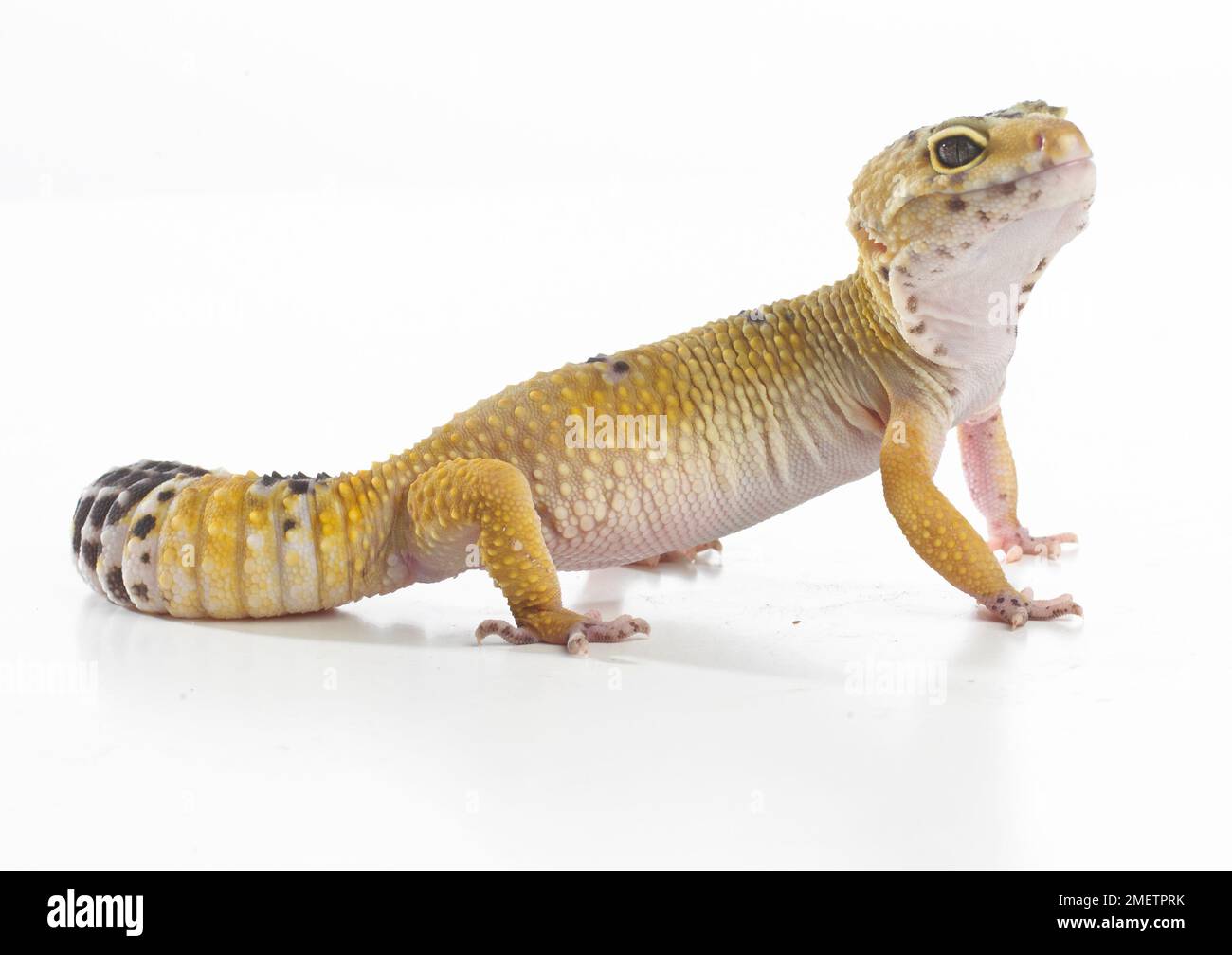 Le gecko léopard (Eublepharis macularius), 2 ans, homme Banque D'Images