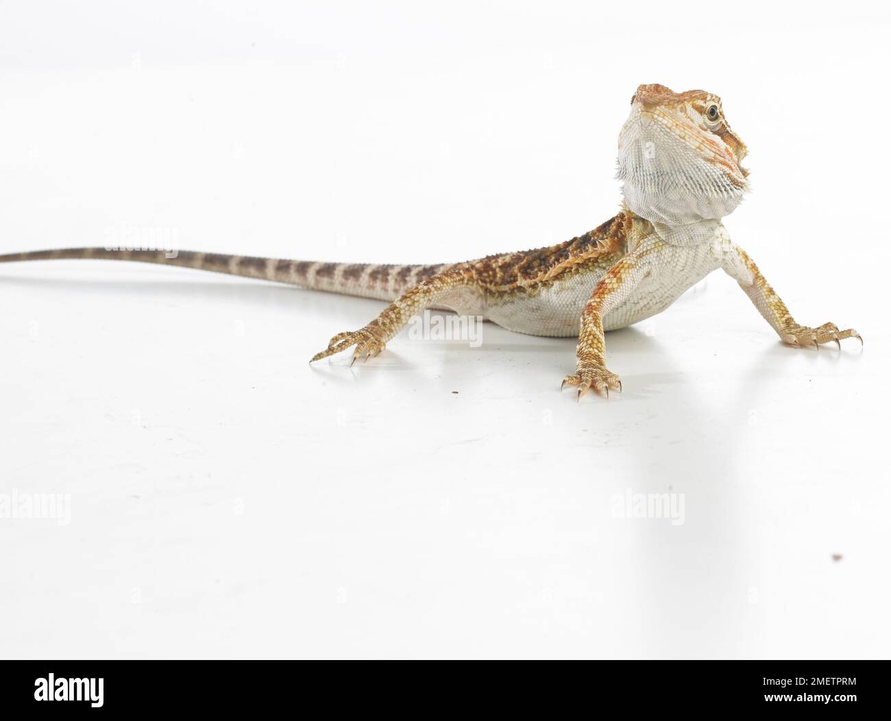 Dragon barbu (Pogona sp.) Banque D'Images