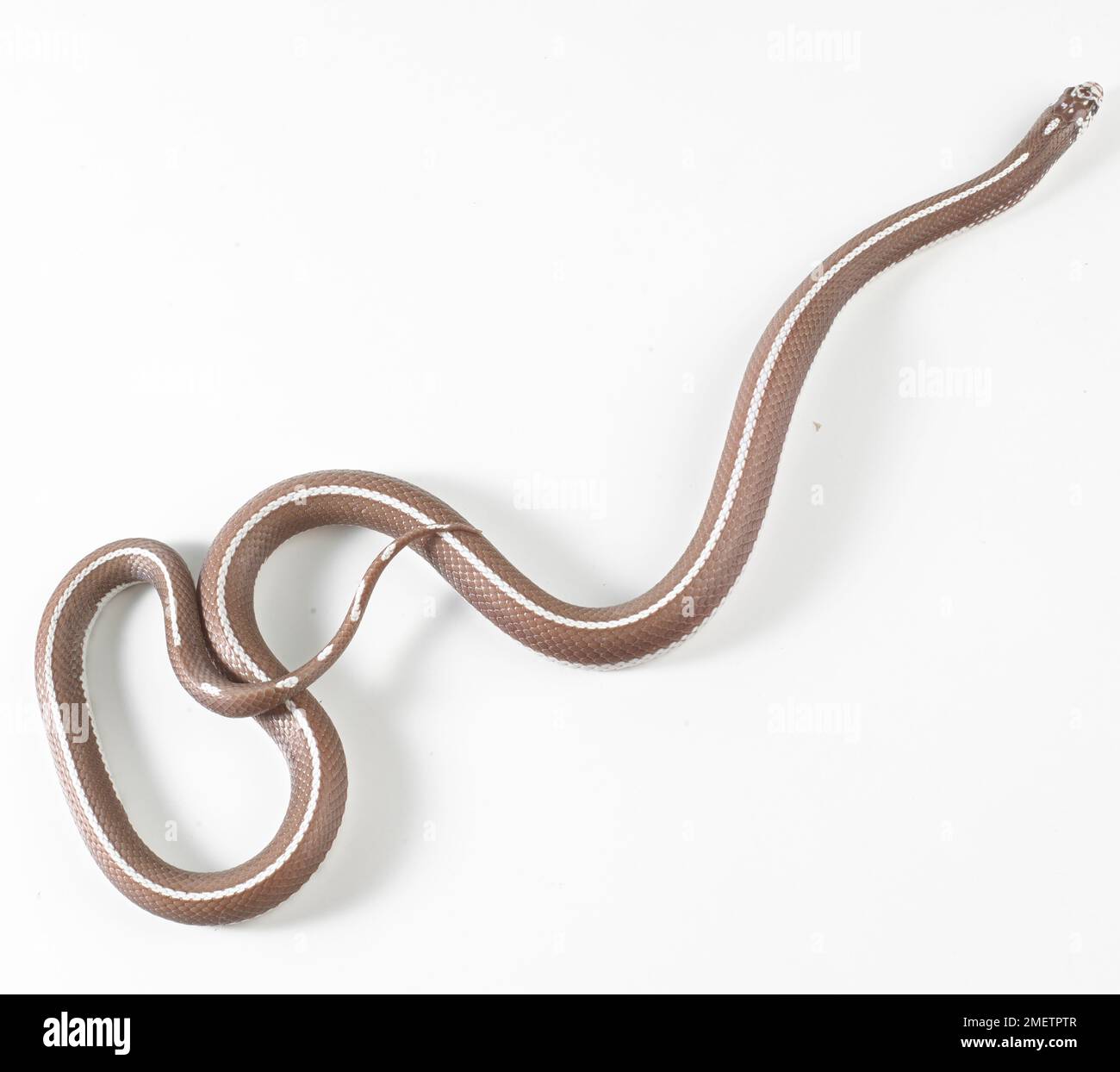 Bande de lavande, lavande Kingsnake Couleuvre rayée King (Lampropeltis sp.), Femme Banque D'Images