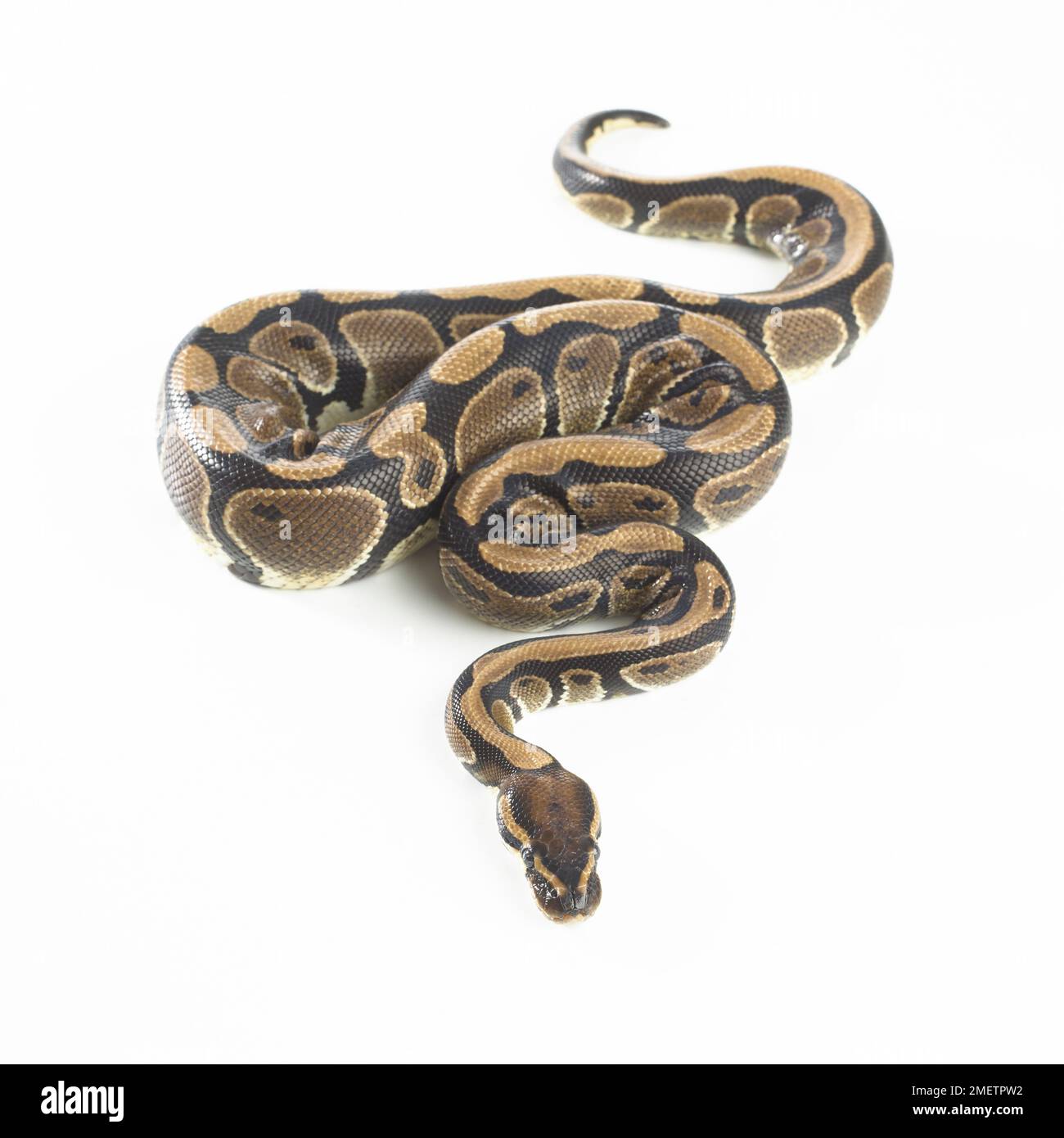 Python royal (Python regius), 3 ans, femme Banque D'Images